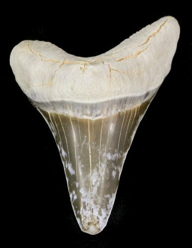 Cretaceous Cretoxyrhina Shark Tooth - Kansas #31645